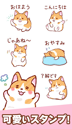 もっちりコーギー_1