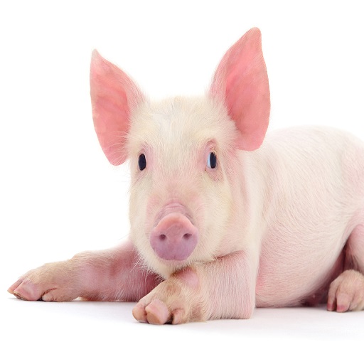 Pig - Pig Farming, 养猪业 , cerdo logo