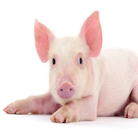 Pig - Pig Farming 养猪业  cerdo
