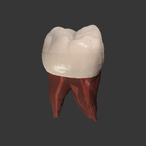 Real Tooth Morphology 5.0 Icon