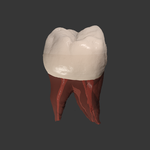 Real Tooth Morphology