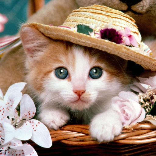 Cat wallpaper 4K,UHD logo