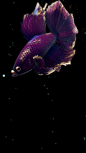Betta Fish Live Wallpaper FREE 1.4 Screenshots 20