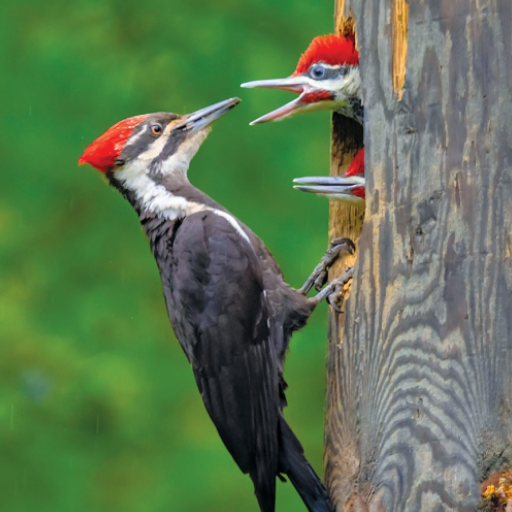 Woodpecker bird sounds  Icon
