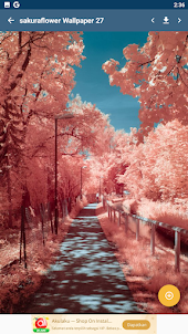 Sakura Wallpaper HD