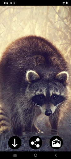 Raccoon Wallpapers Screen 2