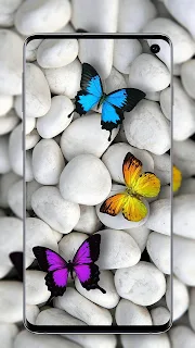 Butterfly Wallpaper - Colorful