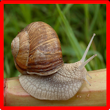 Snail Memory Game icon