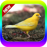 Oisseaux Des Canaries Roller Mp3 icon