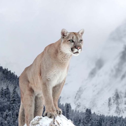 Cougar and Mountain Lion Sound logo
