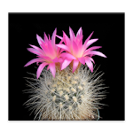 Cactus of The Day Apk