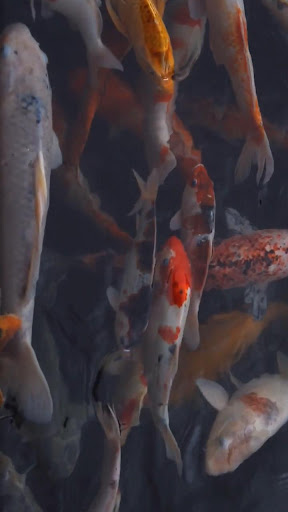 Android application koi fish video wallpaper screenshort