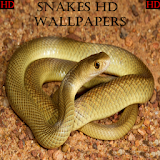 Snake Wallpapers HD 2020 icon