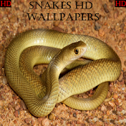 Top 40 Lifestyle Apps Like Snake Wallpapers HD 2020 - Best Alternatives