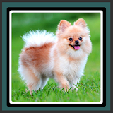 Live Wallpapers  -  Pomeranians icon