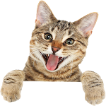 Cover Image of Télécharger Funny cat videos and pictures  APK