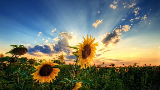 Sunflower Wallpapers