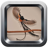 Chirping magpie terrain icon