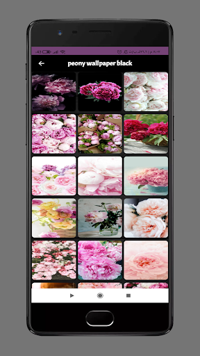 peony wallpaper Screen 3