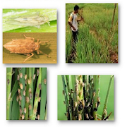 Natural Medicine pests Rice