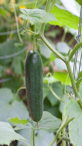 How to grow cucumbers
