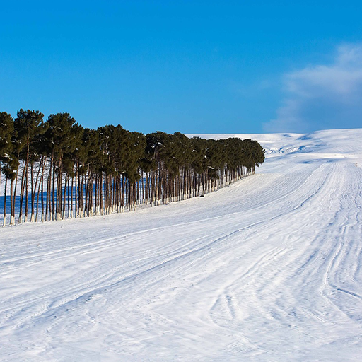 snow ringtone wall