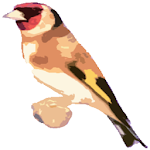 Free Singing goldfinches Apk