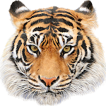 Cover Image of Download Animal Sounds 5.0.76 APK
