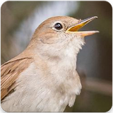 Common Nightingale Bird Sounds : Nightingale Song icon