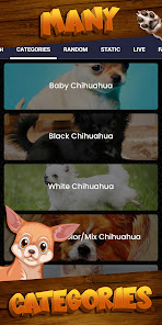 Captura 5 Fondo de pantalla de chihuahua android