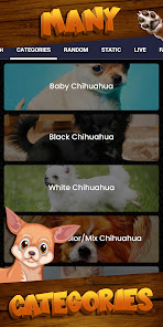Imágen 5 Fondo de pantalla de chihuahua android