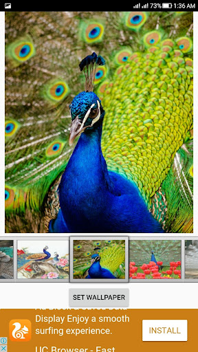 Peacock Live Wallpaper Screen 2