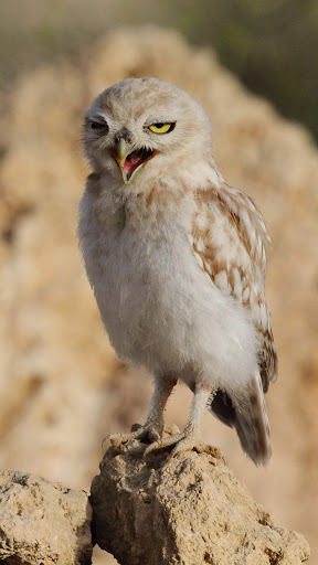 cute owl wallpaper Screenshot 1 - AppWisp.com