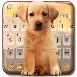 Cute Dog Labrador icon