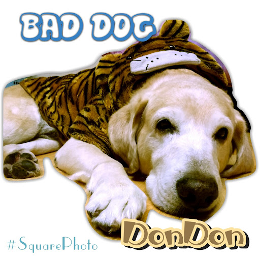 Android application Square Photo(No Crop) screenshort