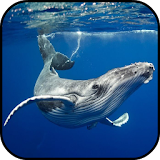 Whale Wallpapers icon