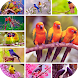 Birds HD Wallpapers - Androidアプリ