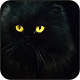 Black Kitten Wallpapers icon