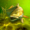 My Fishing World MOD APK 1.15.109 (Free Purchase, VIP)