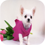 Cover Image of Baixar Chihuahua Wallpapers 1.3 APK