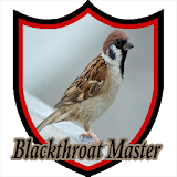 Master Kicau Kenari Blackthroat icon