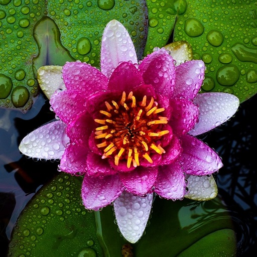 Water Lily Wallpaper HD logo