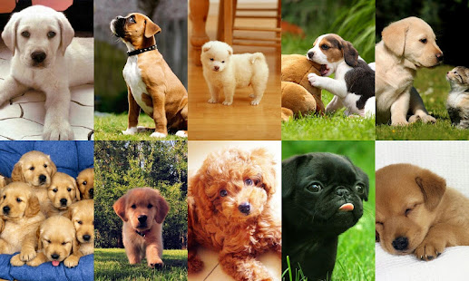 My Puppy(圖9)-速報App
