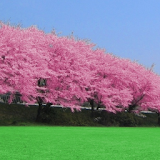 Cherry blossoms icon
