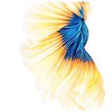 Gold Fish Live wallpaer icon