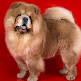 Chow Chow Wallpapers icon