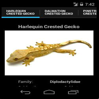 Crested Geckos