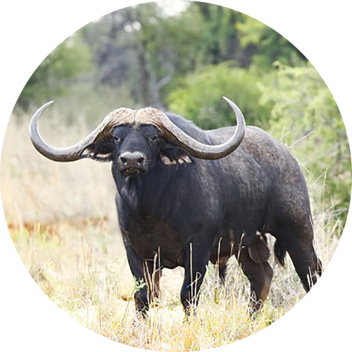 Buffalo & Bison Sounds Download on Windows