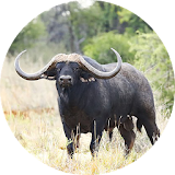 Buffalo & Bison Sounds icon