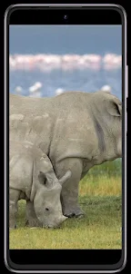 Rhinoceros phone wallpapers